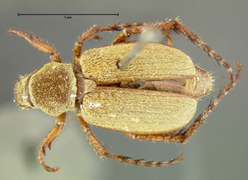 Media type: image;   Entomology 3229 Aspect: habitus dorsal view
